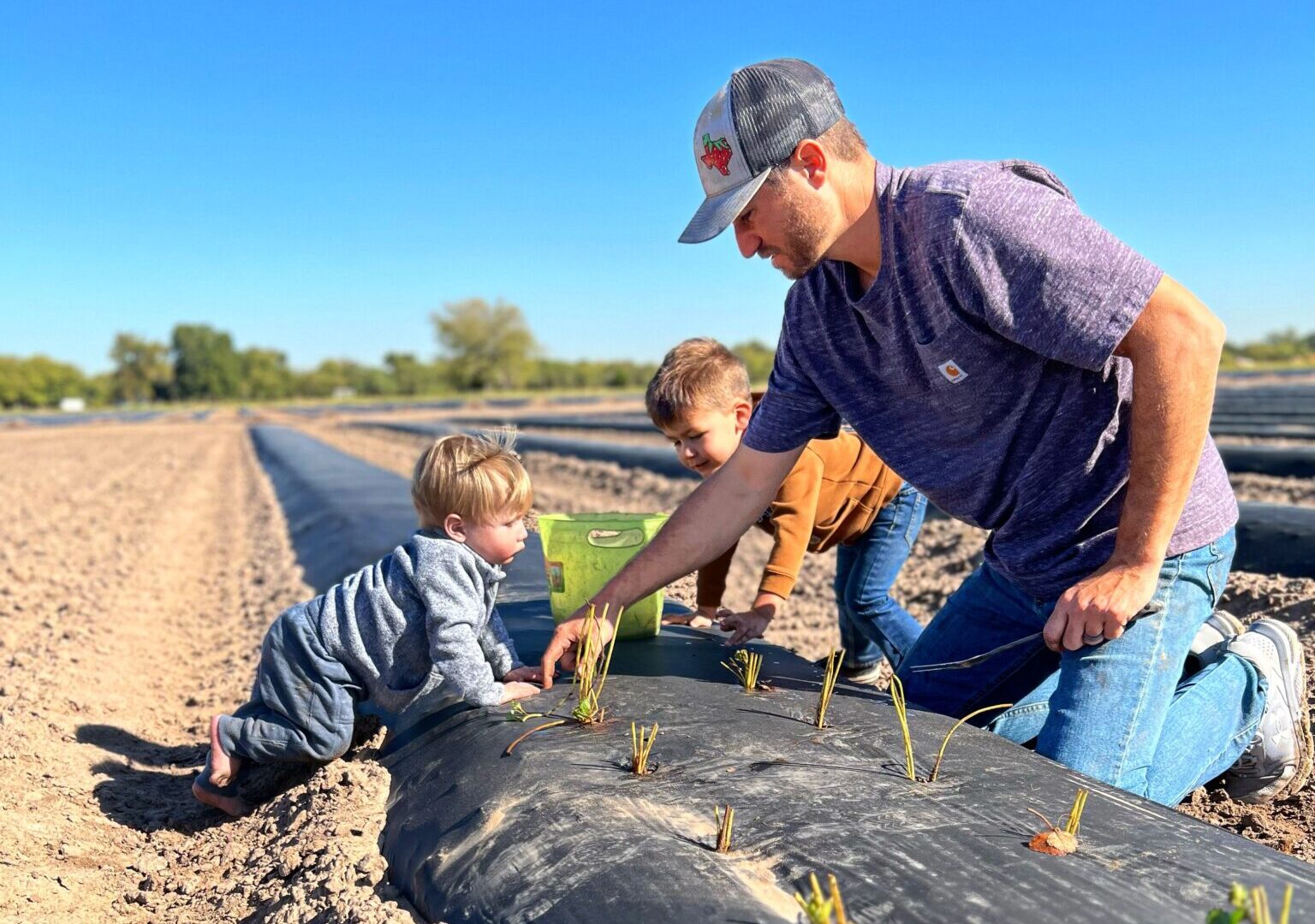 Man and two young boys planting strawberries in a prepared farming row.