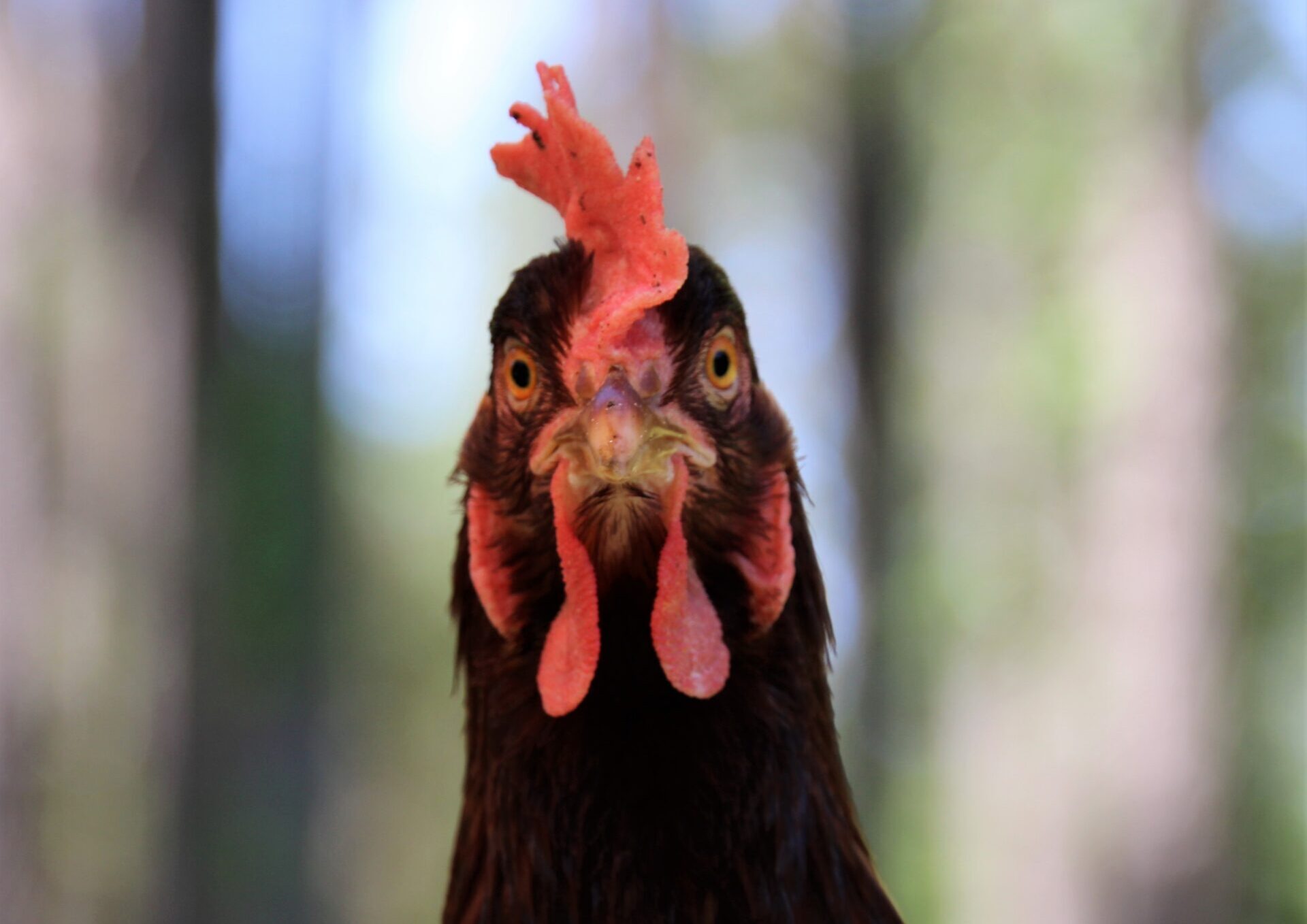 Close-up of dark red hen