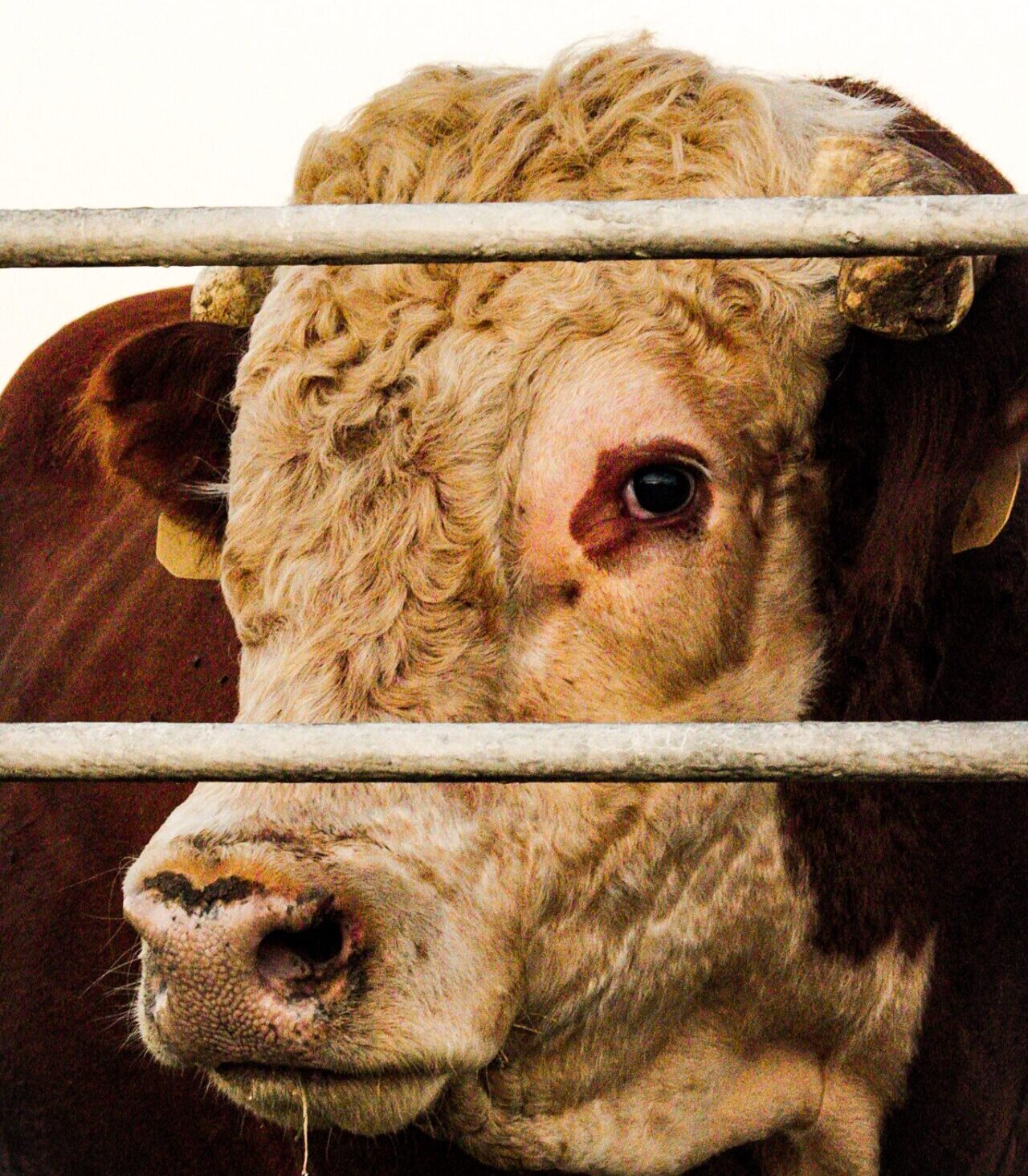 Huge red and white Hereford bull looking through metal fence bars.