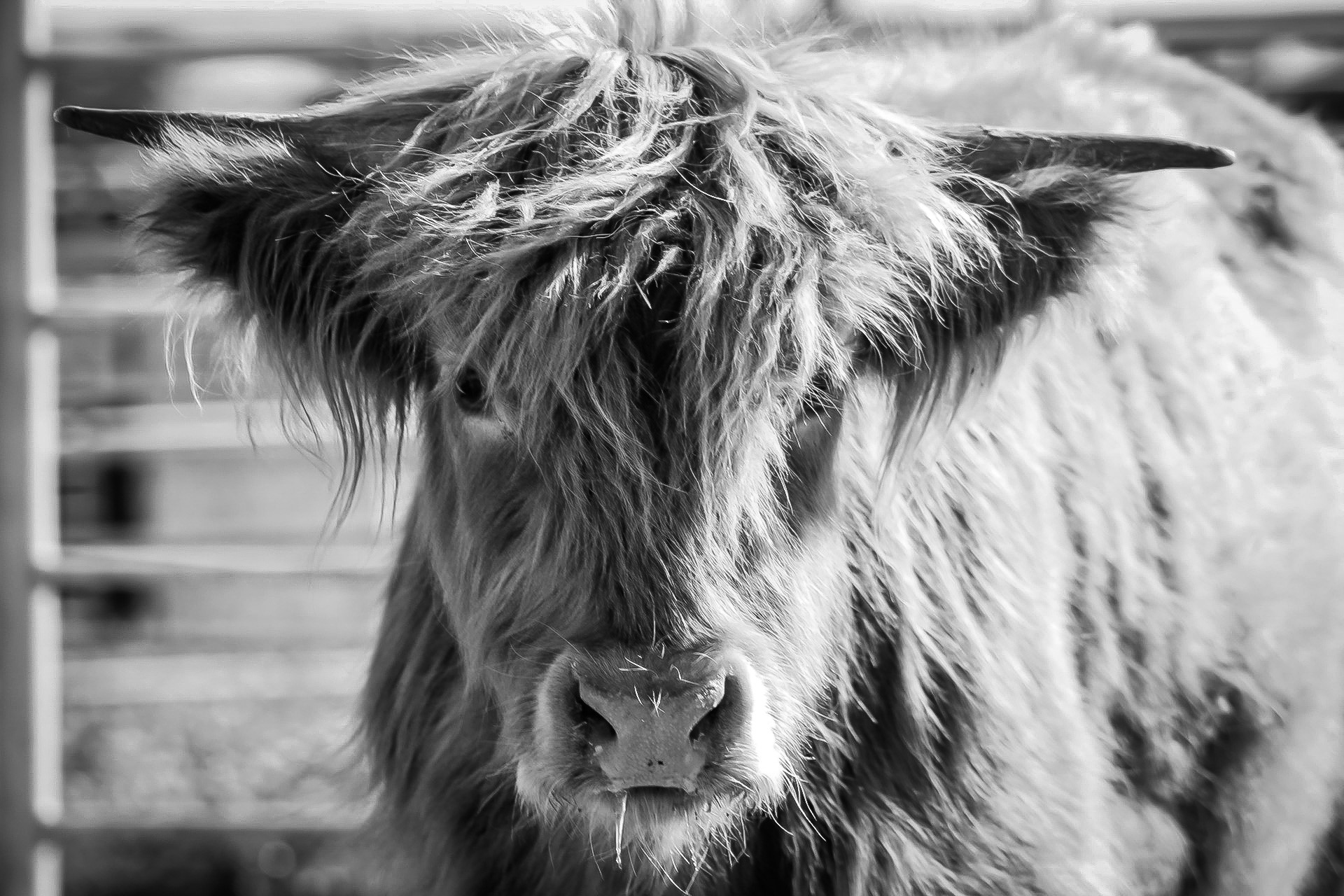 Black and white photo of long-haired Highland calf.