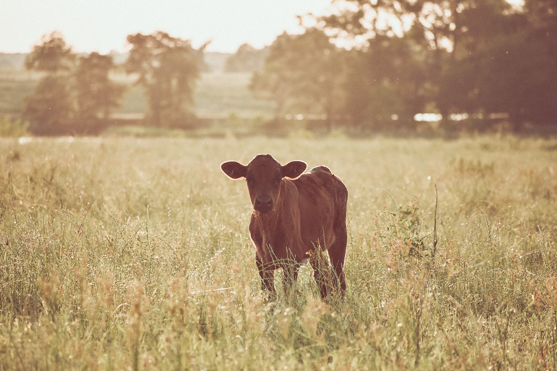 Black Angus calf standing in a pasture at sunset.