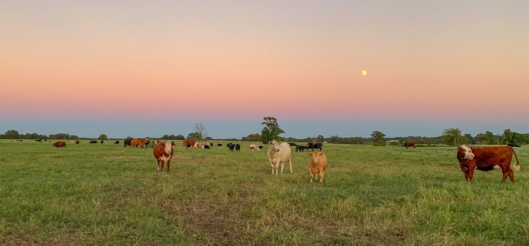 Herd of cattle in pasture during sunset