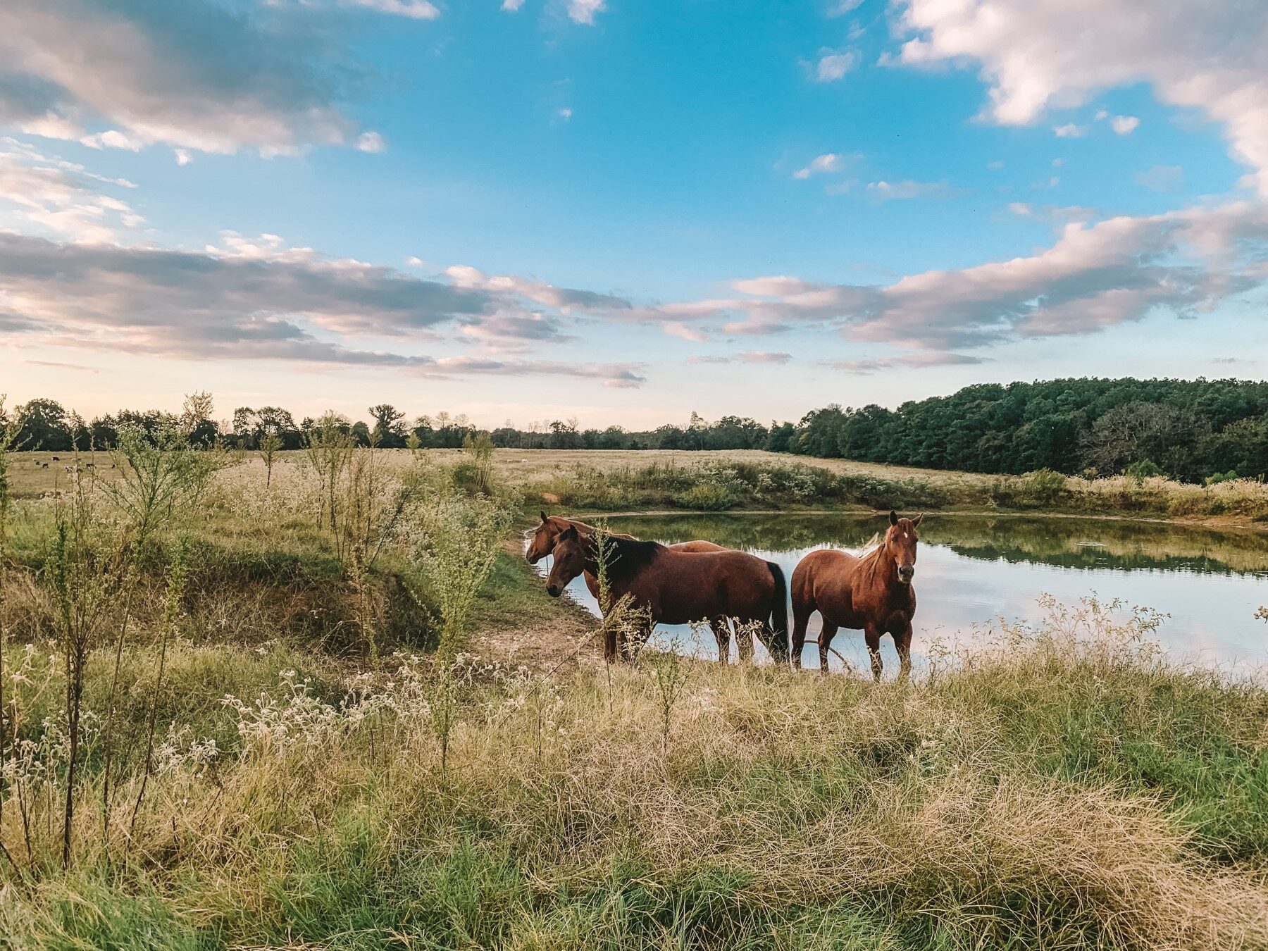 Three horses cooling off in a tank