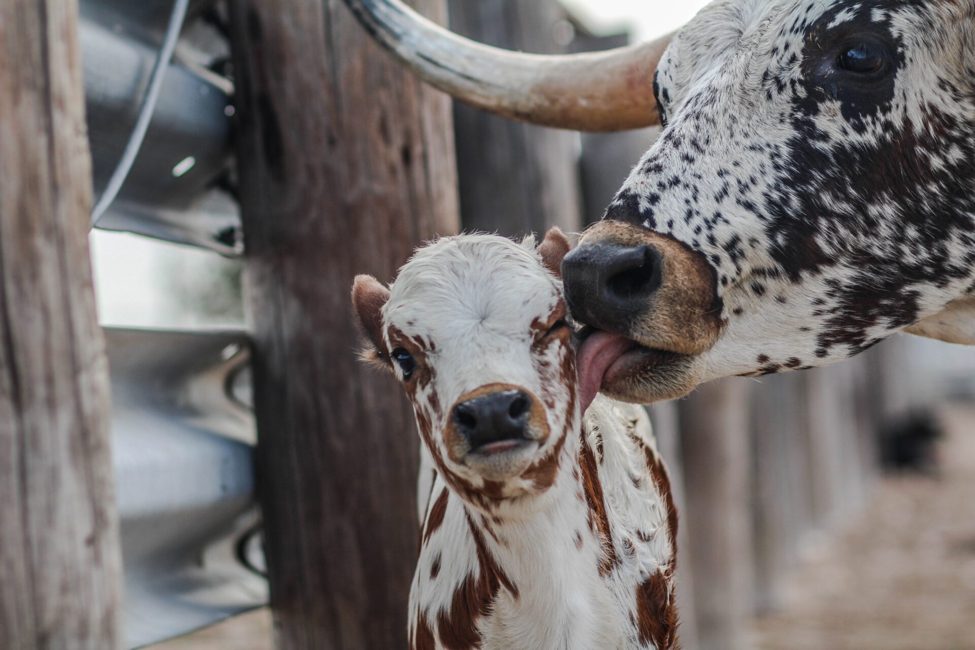 Longhorn cow licking her calf