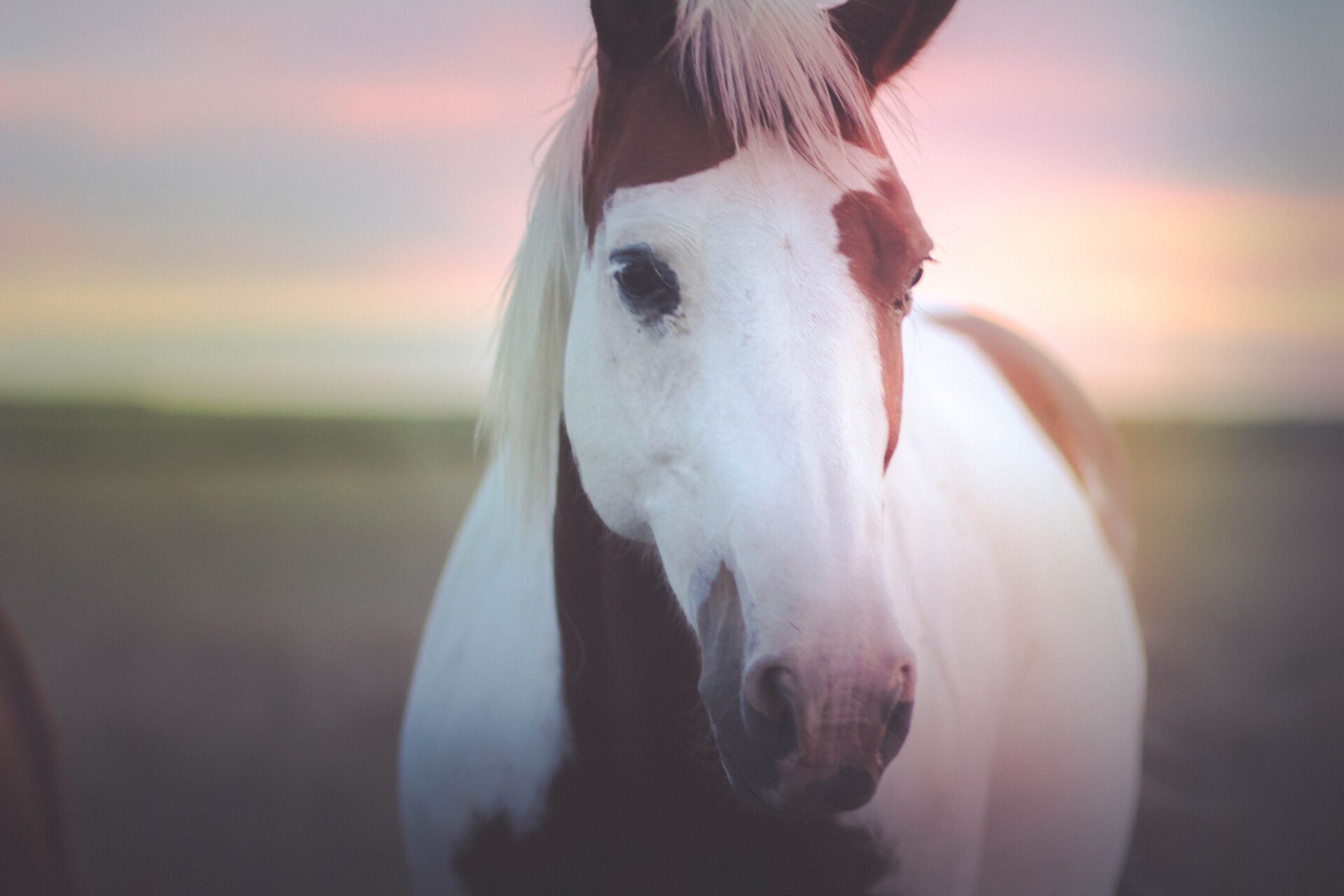 Close-up of paint horse with sunrise behind
