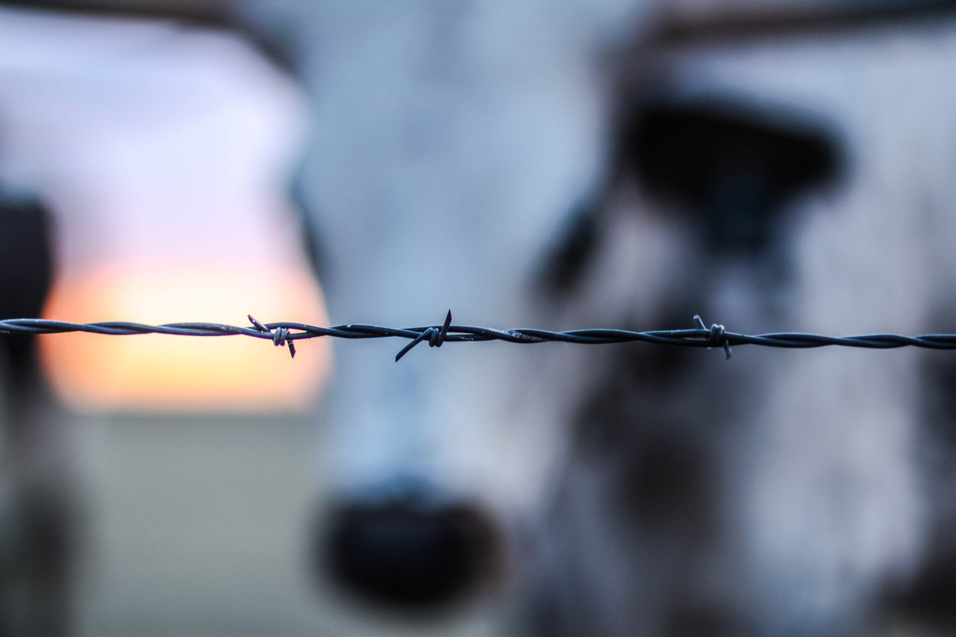 Barbed wire with a longhorn in the background