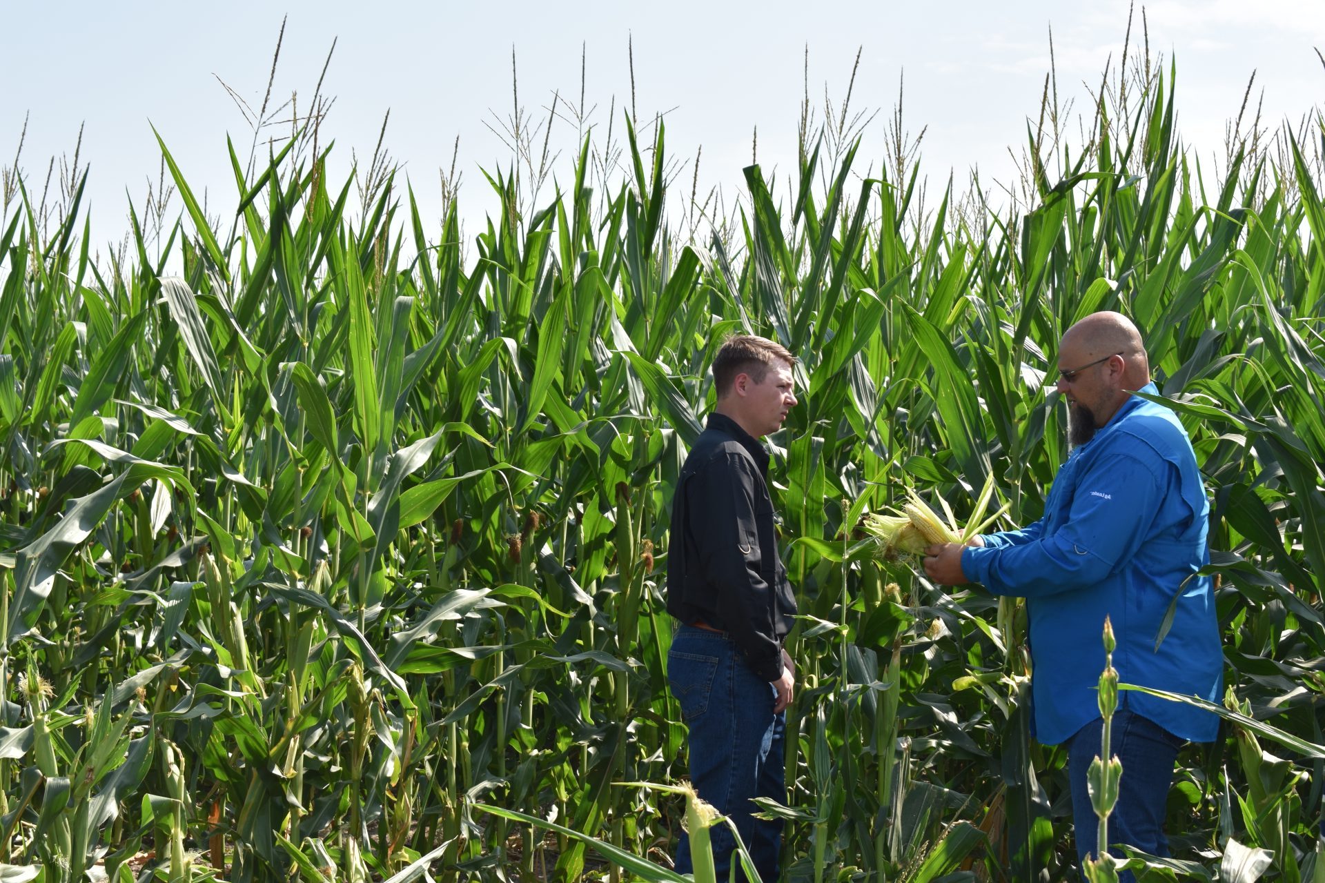 Two men in corn field talking