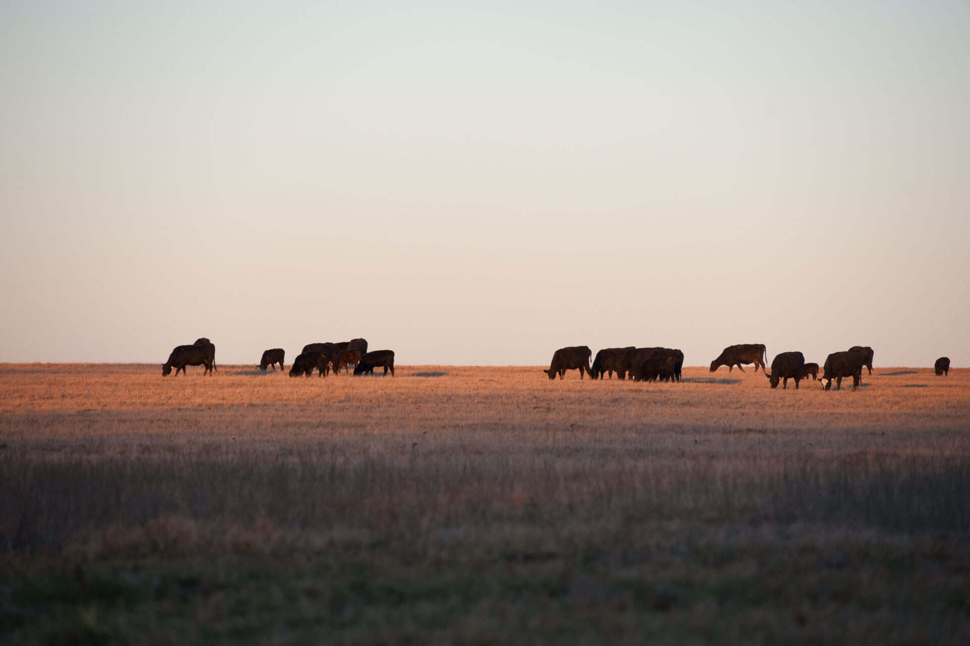 Angus cattle grazing in expansive pasture