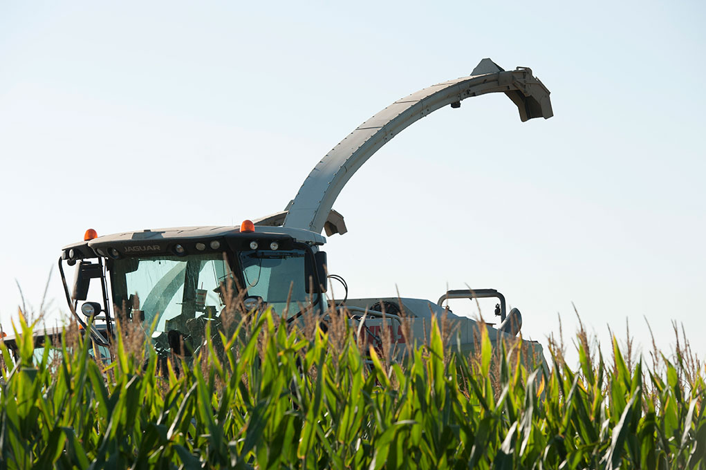 Man in tractor harvesting corn