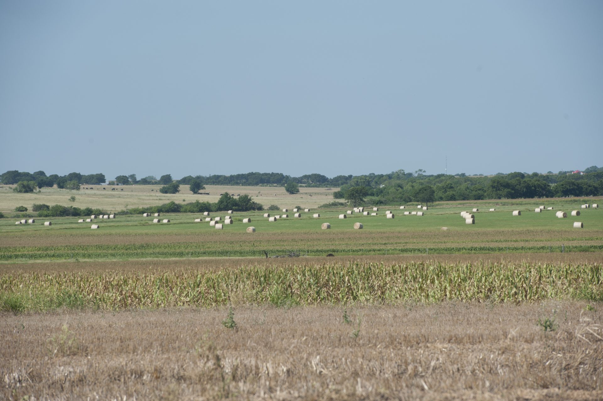 Round bales of hay in field. AgTrust Farm Credit loans for farming hay,