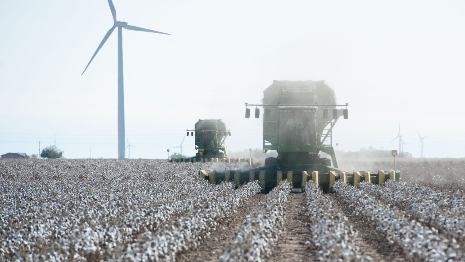 Tractors harvesting cotton