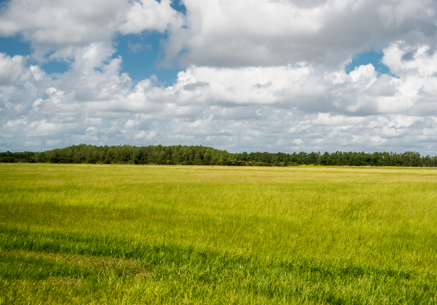 Cloud, field and tree line