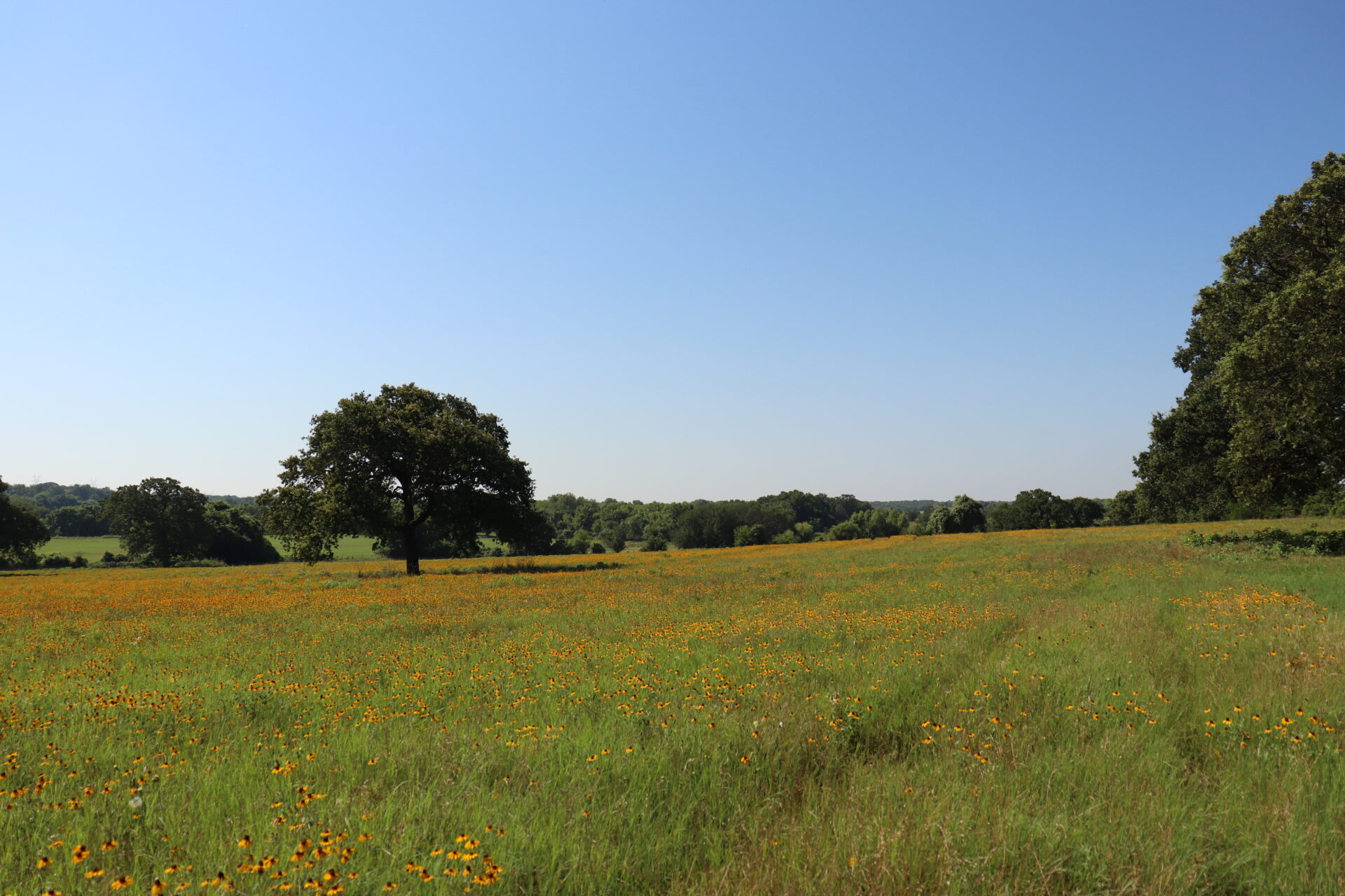 Texas wild flowers in pasture
