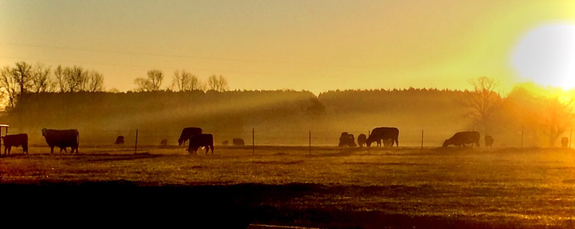 Sunrise over grazing cattle