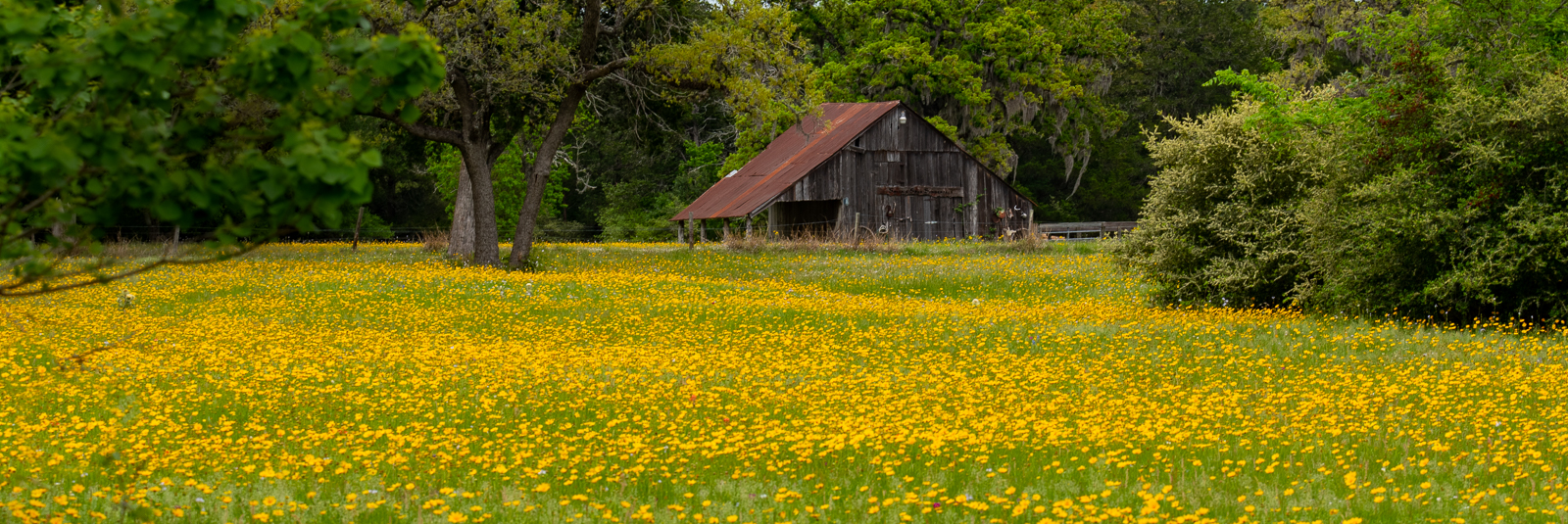 Old barn surrounded by a field of yellow flowers