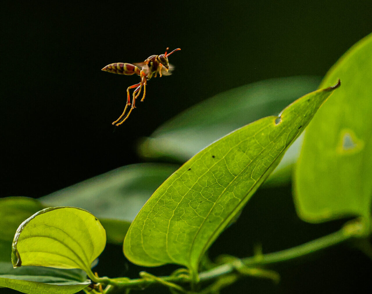 Wasp landing on a leaf