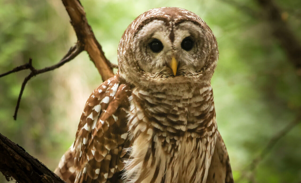 Owl perched on a tree branch