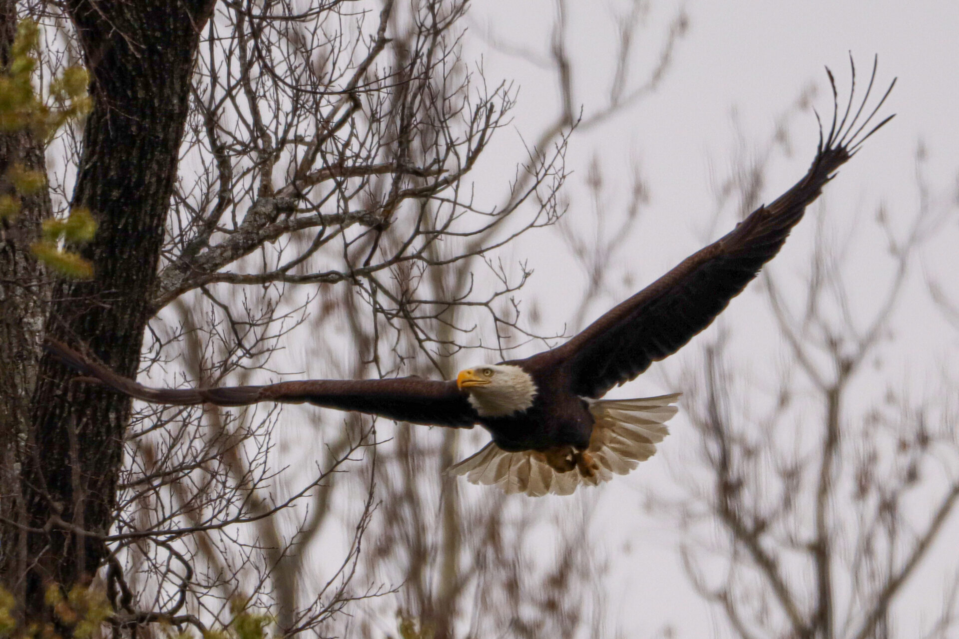 Eagle soaring among trees