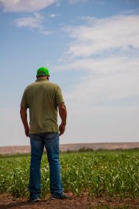 Man standing and looking at his growing crops