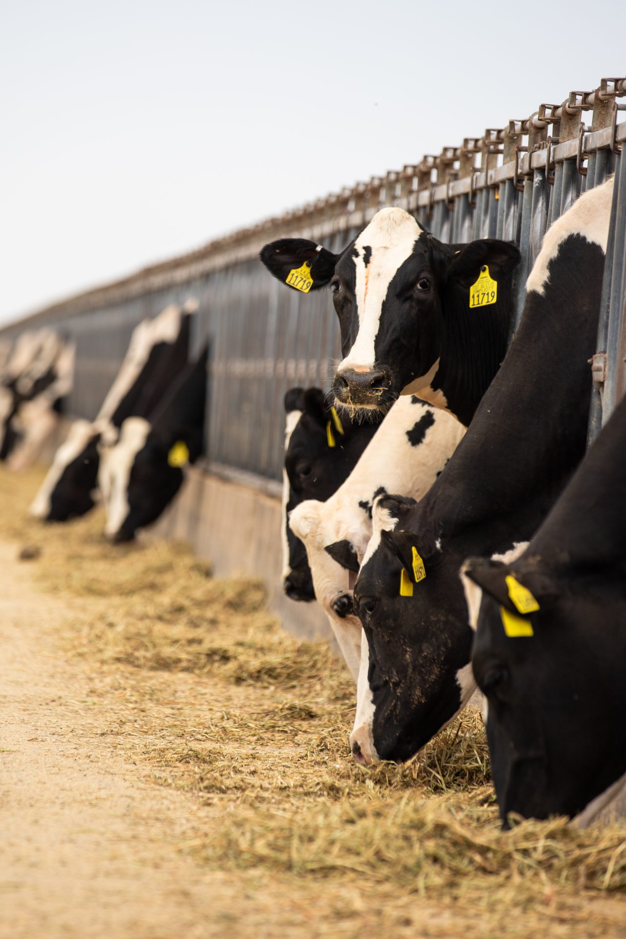 Holstein dairy cows eating hay.