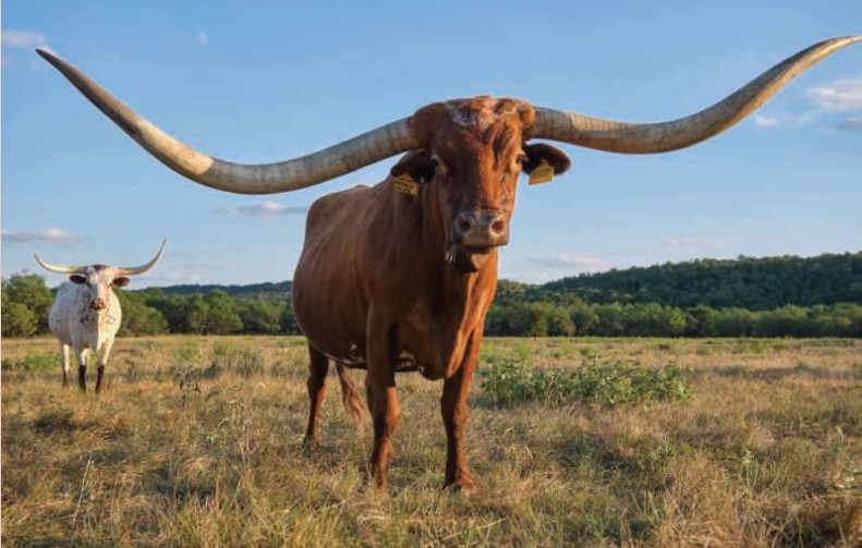 Longhorn cattle in pasture