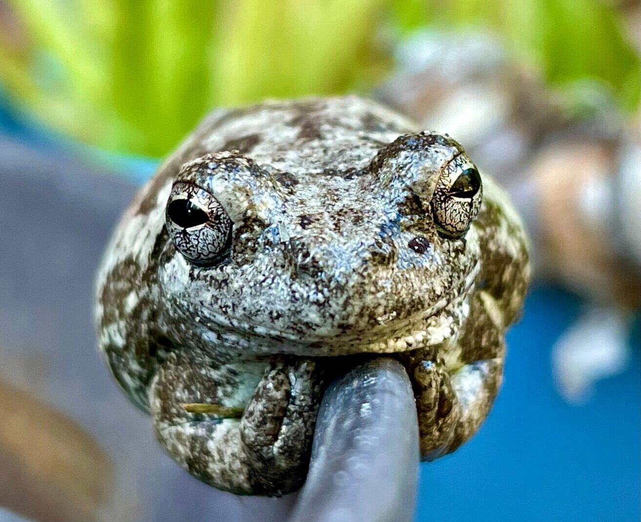 Toad hanging onto the side of a bucket