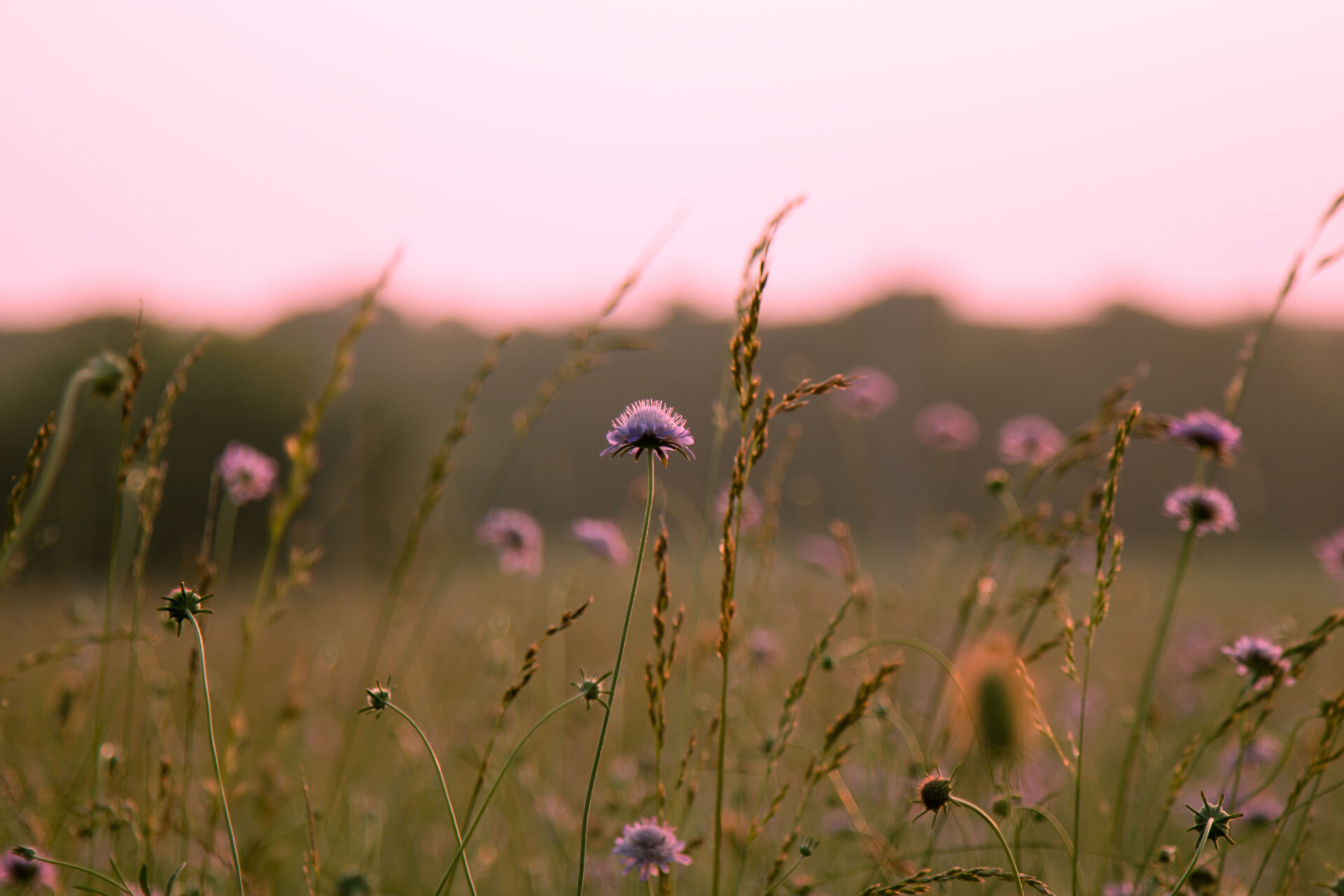 Field of wildflowers at sunset