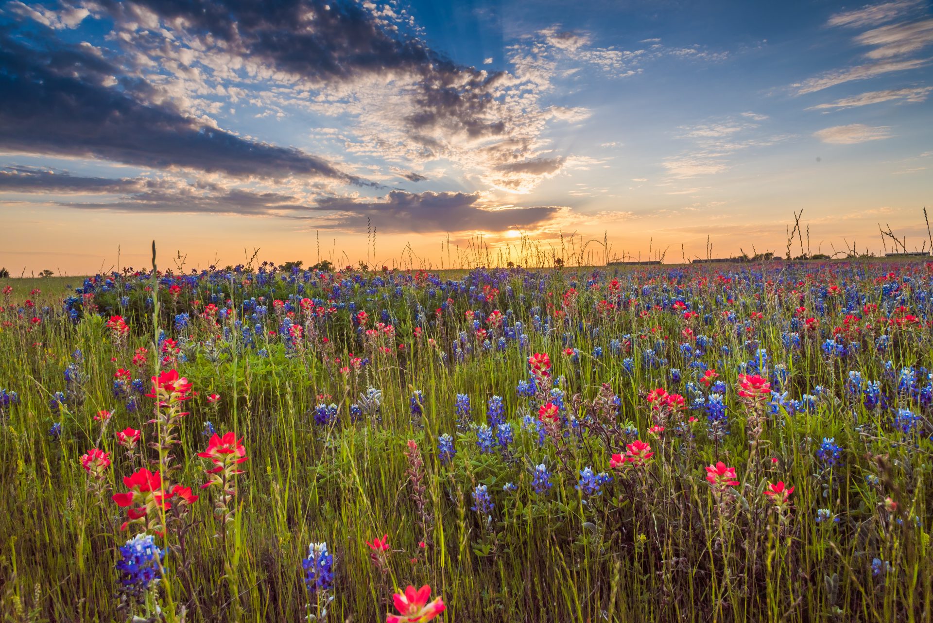 wild flowers in pasture and sky