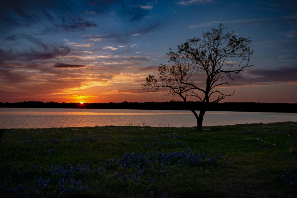 Tree in silhouette against a lake at sunset