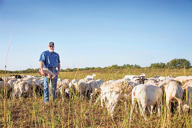 AgTrust Farm Credit customer standing with his sheep in the field.