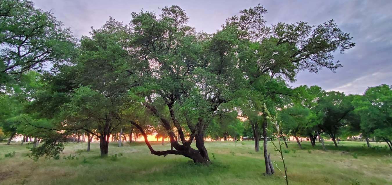 Sunset behind large trees