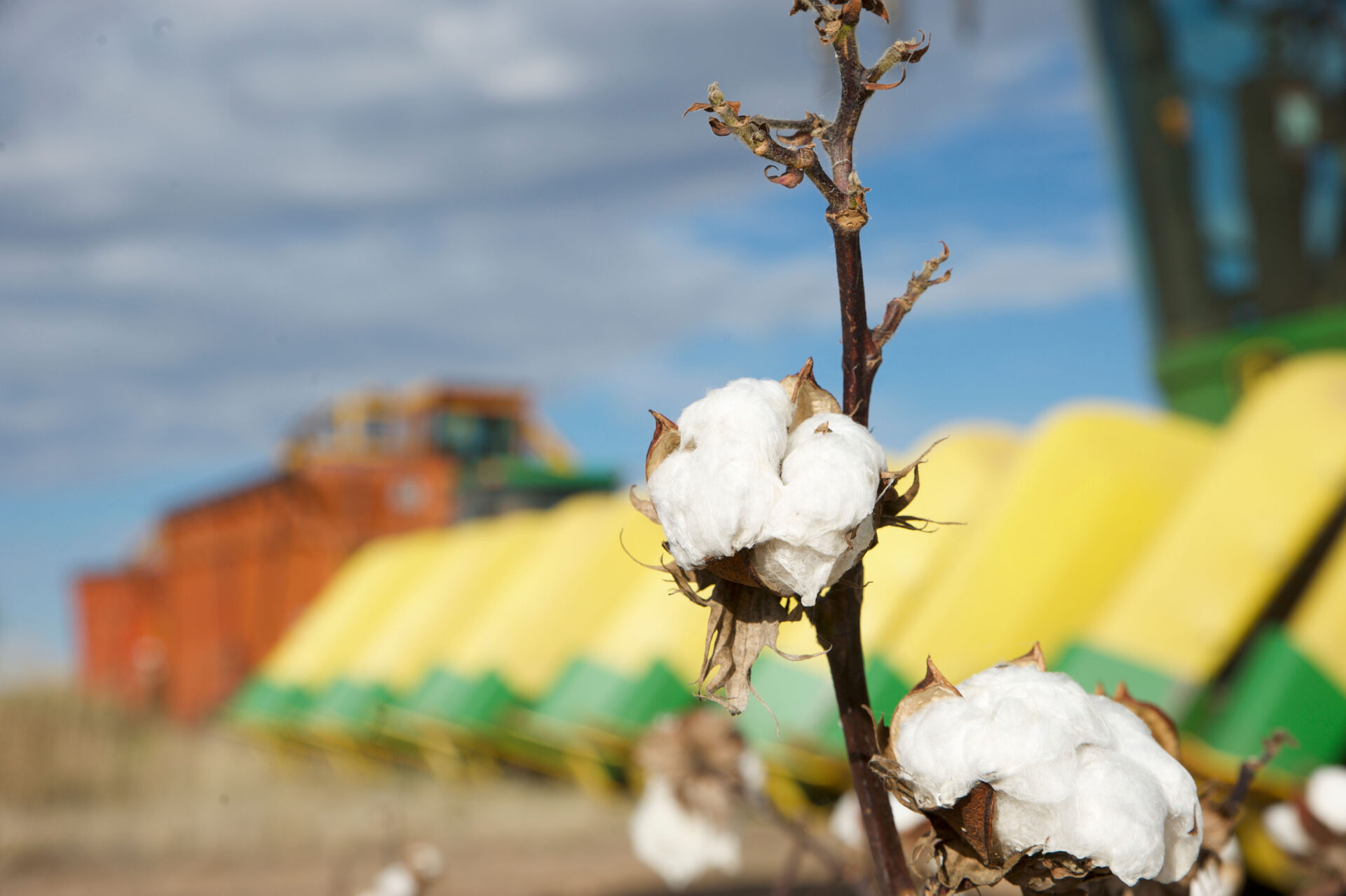 Cotton during harvest