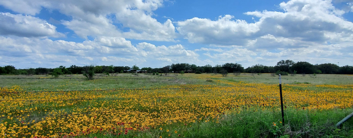 A field with yellow flowers and sky.
