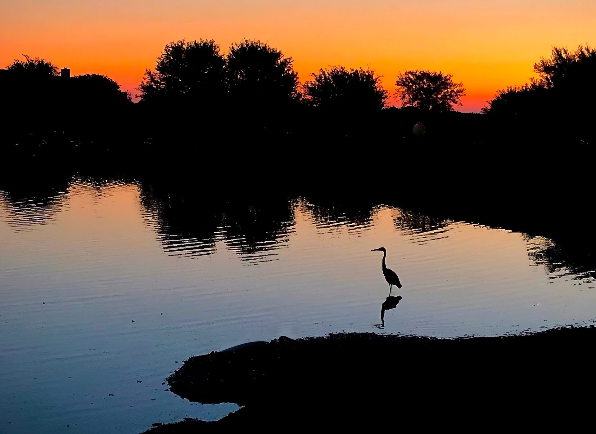 Heron silhouetted on a lake at sunrise.