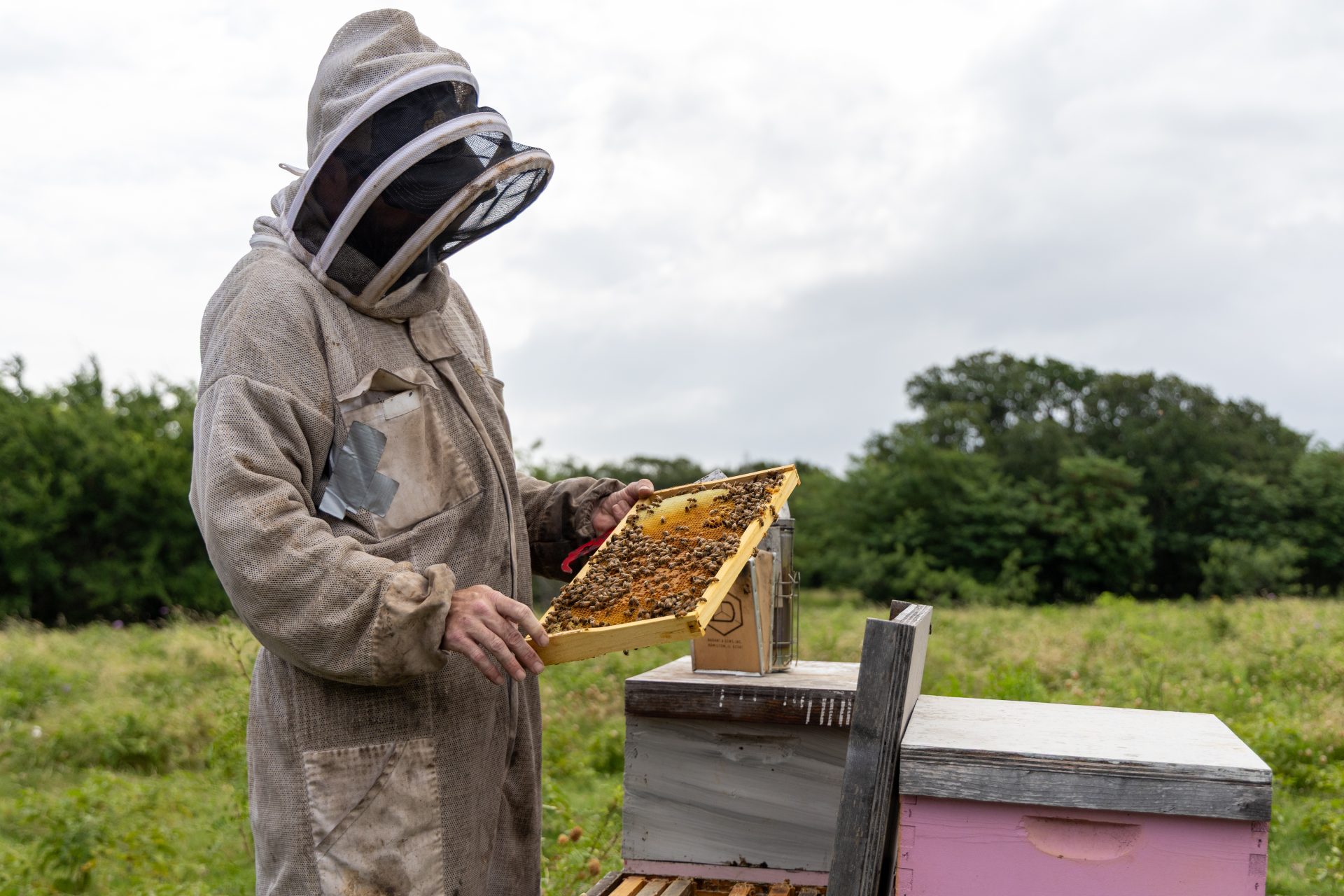 Honey Bees Unlimited